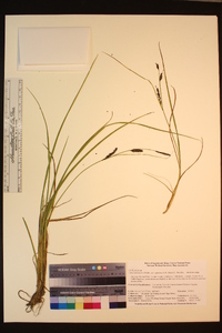 Carex lenticularis var. impressa image